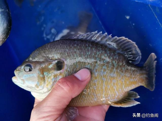 野钓饵料谁是真正的“王中王”？这5种天然饵料从未被超越