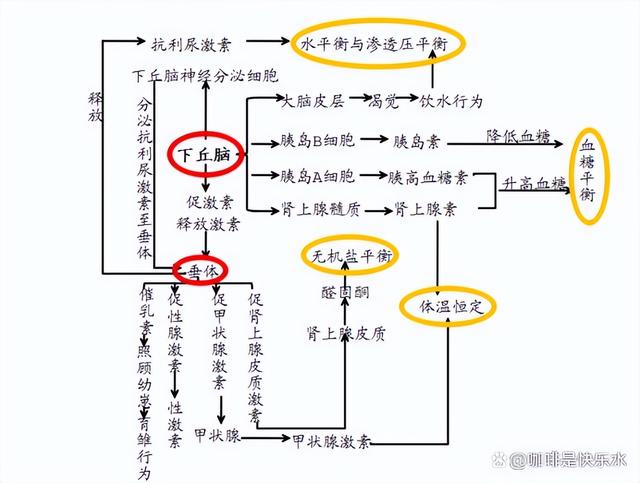 高中生物-人体内环境稳态的生理意义及调节