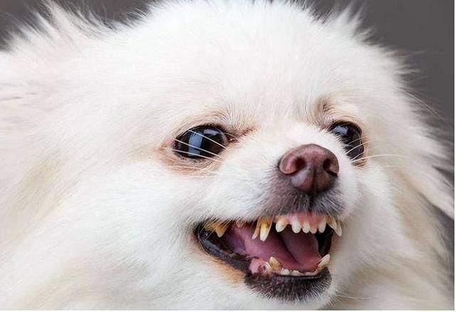 为什么"博美犬"的弃养率越来越高,背后原因让人心酸