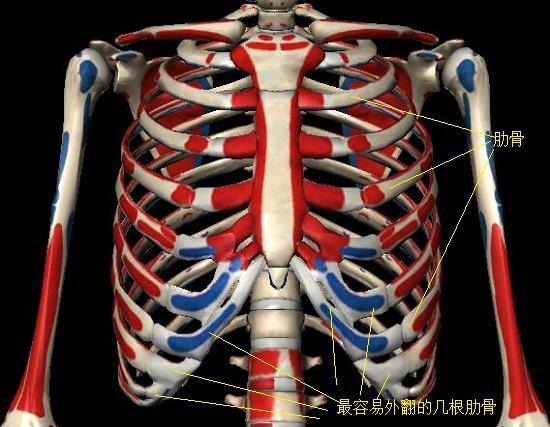 成人肋骨外翻怎么治疗?（肋骨外翻的原因及纠正性训练）