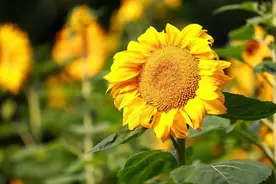 哈佛大学教授教你5条抗癌秘诀，癌症患者不仅要活着还要幸福图片