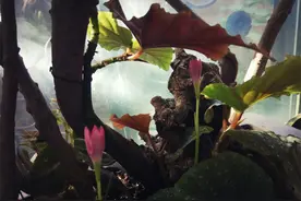 花土里有白色的、特别小的虫子怎么办？3个步骤一套解决图片