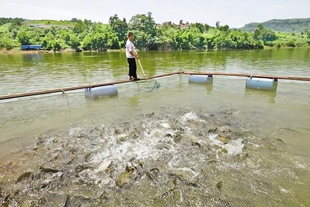 中国鱼饲料生产厂家前十名排行榜 2026年中国鱼饲料生产厂家前十名排行