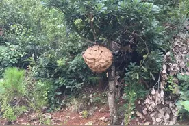 广西男子钓鱼闲不住，去捅马蜂窝被蛰，网友：像极了小时候的自己图片