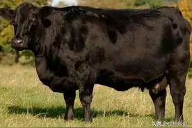 全球价格最贵品质最高的三大品种的牛和羊！图片