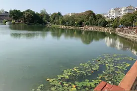 武汉一景观湖发现雀鳝：钓具被咬断，捕捞仍在进行中图片