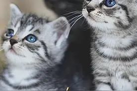 猫咪在家“生孩子”？做好这3件事，大小平安图片