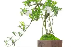 要制作精美的栀子盆景，离不开1选2养3造4养护图片