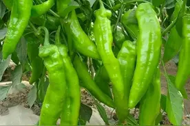 辣椒喜欢什么肥料？老农教你4个施肥妙招，辣椒结得又多又不弯图片