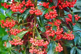 养好“富贵籽”，只需“3招”，富贵旺盛，喜庆吉祥，红果挂满枝图片