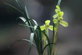 一文了解兰花种植的“所以然”：兰花的习性与生理结构的对照图片