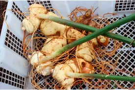 每日黄精食疗小方法~图片