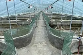 罗氏虾、基围虾都是激素”泡大的？其实这种虾才是问题虾”图片