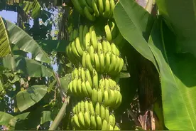 便秘太难忍，这4种“肠道拖把”水果，吃了就通了图片