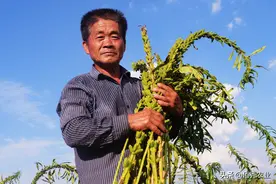除草剂越普及，为啥杂草危害越严重？农业专家分析透彻图片