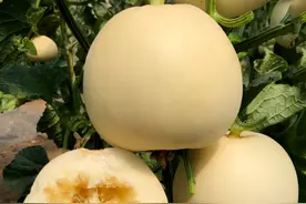 不会种菜也能吃甜瓜，不兑花，不整枝，种植简单图片