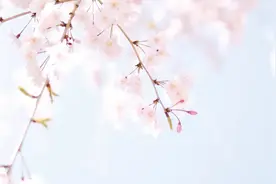 2023年武汉樱花花期预报出炉→图片