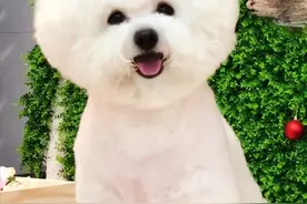 “比熊”的优缺点是什么？软萌可爱，也会后悔图片