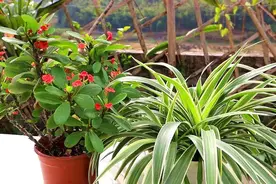 4种天气愈热生长愈快的花草，地栽种植很容易泛滥，种植要谨慎图片