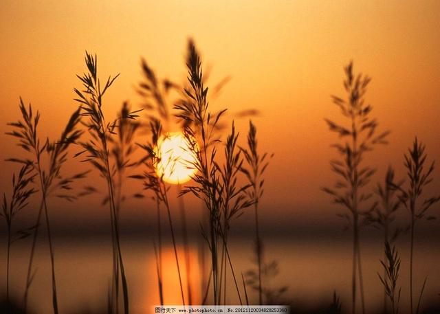 高中生物记忆顺口溜