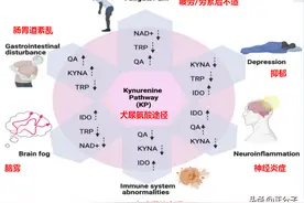 新冠病理（4）疲劳抑郁失眠脑雾：被病毒改变的色氨酸代谢图片