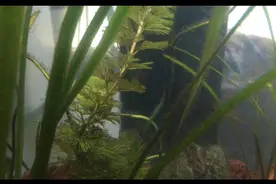 鱼缸里的水草叶子变黑，长藻，长黑毛藻，分享处理方法图片