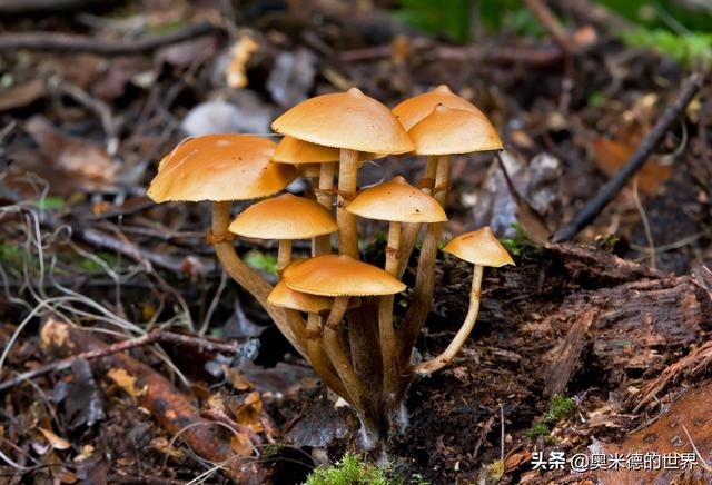 全世界最毒的十种蘑菇，中国最毒的蘑菇致命白毒伞上榜