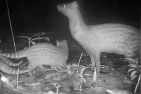 广东珠海发现4只“七间狸”，夜晚悄悄练习捕猎，天亮就回洞睡觉图片