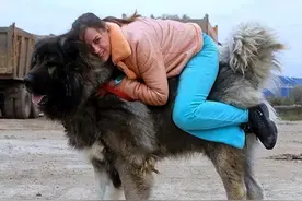 高加索杀破狼犬是怎样炼成的？从小就残酷训练，长大了与狼群搏斗图片