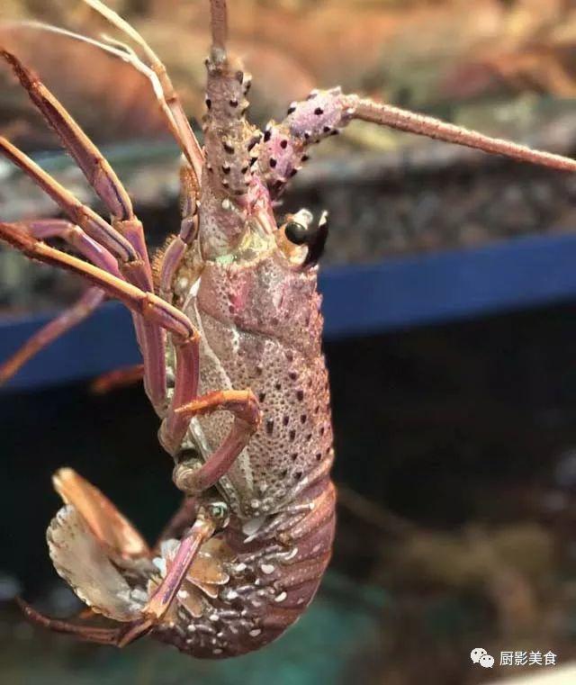 花胶选几级的 花胶等级顺序鱼胶排名大全