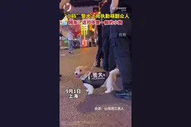 萌翻路人的小码警犬图片