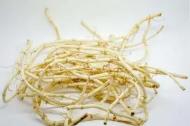 鱼腥草含“马兜铃酸”，有毒还致癌？试验结果公布，麻烦正确处理图片