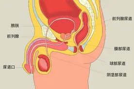 为什么慢性前列腺炎会导致小腹坠痛？图片