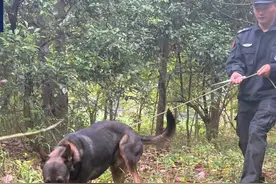 汪汪队再立功！1岁半警犬凌晨搜寻救回2岁男童图片