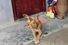 村里的土狗惨遭狗贩子的毒手，我后悔没有保护好它图片