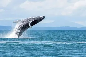 海洋生物普遍有“深海巨人症”，比蓝鲸还大的动物会躲在深海吗？图片