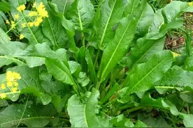 1种野菜号称“金不换”，最好别吃，另有3大生活中实用价值图片