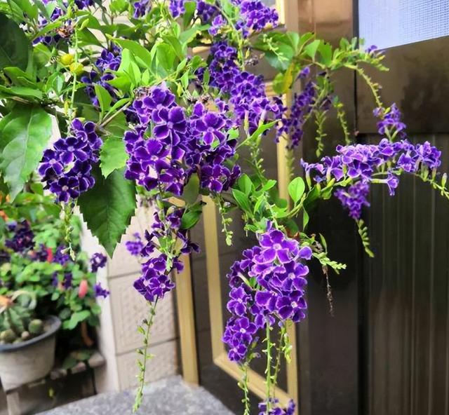 8种"勤奋花",夏季花量大,开花漂亮又好养,持续开花到入冬