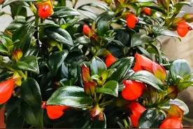 金鱼吊兰的养殖方法和注意事项，记住4个重点，开满“金鱼花”图片