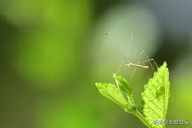 全国人大代表提议全面消灭蚊子！会有什么后果？附卫健委答复图片