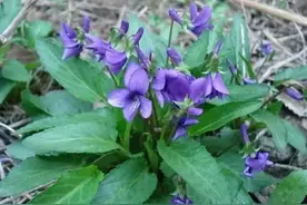 叶子似犁头，民间俗称“解毒草”，脸上喜欢长痘就找它，太实用了图片