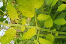 作物叶片发黄，该施肥还是该打药？别急，先找准原因再说图片