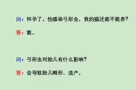 关于怀孕和猫咪弓形虫，你最关心的问题都在这里了图片