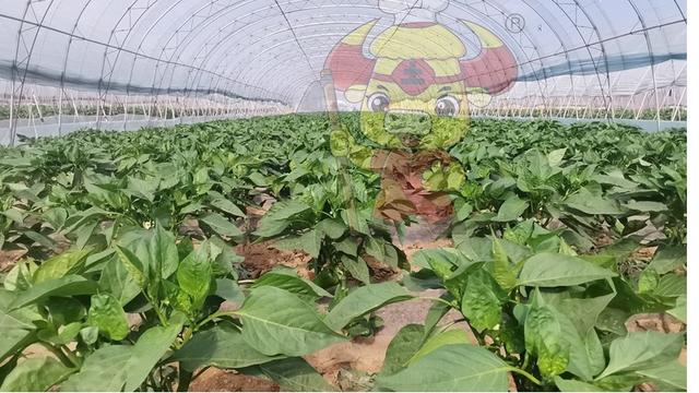 水溶肥用它效果更好，功效肥基地大户案例