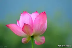 一朵荷花古诗六首：一朵玉莲波上立，天风吹杀不低头图片