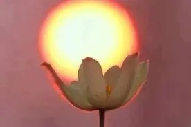 遗嘱继承起诉状（范本）图片