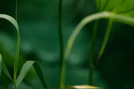 享受诗词里的夏日时光图片