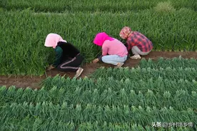 种植韭菜要有舍，四个时期不能割，指的是哪四个时期不能割韭菜？图片