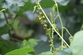 大山里有一种植物，人称“穿龙薯”，长得不起眼，但它的价值珍贵图片