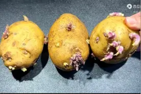 发芽的土豆是个宝，越放越值钱，可惜很多人不懂，早学会早受益图片